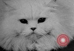Standbild Cat anzeigen Frankreich, 1958, aus Sekunde 42 historischem Filmmaterial Videoclip 65675055750