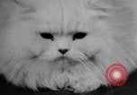 Standbild Cat anzeigen Frankreich, 1958, aus Sekunde 43 historischem Filmmaterial Videoclip 65675055750