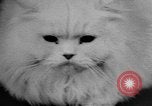 Standbild Cat anzeigen Frankreich, 1958, aus Sekunde 44 historischem Filmmaterial Videoclip 65675055750