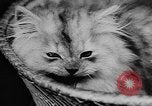Standbild Cat anzeigen Frankreich, 1958, aus Sekunde 45 historischem Filmmaterial Videoclip 65675055750