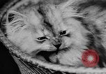 Standbild Cat anzeigen Frankreich, 1958, aus Sekunde 46 historischem Filmmaterial Videoclip 65675055750