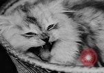 Standbild Cat anzeigen Frankreich, 1958, aus Sekunde 47 historischem Filmmaterial Videoclip 65675055750