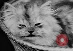 Standbild Cat anzeigen Frankreich, 1958, aus Sekunde 48 historischem Filmmaterial Videoclip 65675055750