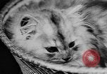 Standbild Cat anzeigen Frankreich, 1958, aus Sekunde 49 historischem Filmmaterial Videoclip 65675055750