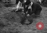Image of tree plantation Italy, 1958, second 9 stock footage video 65675055752