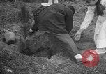 Image of tree plantation Italy, 1958, second 18 stock footage video 65675055752