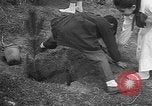 Image of tree plantation Italy, 1958, second 19 stock footage video 65675055752