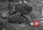 Image of tree plantation Italy, 1958, second 20 stock footage video 65675055752