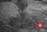 Image of tree plantation Italy, 1958, second 21 stock footage video 65675055752