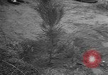 Image of tree plantation Italy, 1958, second 22 stock footage video 65675055752