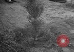 Image of tree plantation Italy, 1958, second 23 stock footage video 65675055752
