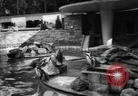 Immagine di I bambini allo zoo Canada, 1959, secondo 13 filmato di repertorio 65675055776
