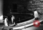 Immagine di I bambini allo zoo Canada, 1959, secondo 15 filmato di repertorio 65675055776