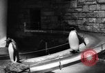 Immagine di I bambini allo zoo Canada, 1959, secondo 17 filmato di repertorio 65675055776