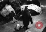 Immagine di I bambini allo zoo Canada, 1959, secondo 18 filmato di repertorio 65675055776