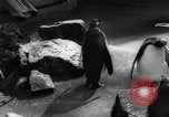 Immagine di I bambini allo zoo Canada, 1959, secondo 20 filmato di repertorio 65675055776