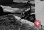 Immagine di I bambini allo zoo Canada, 1959, secondo 31 filmato di repertorio 65675055776