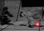 Immagine di I bambini allo zoo Canada, 1959, secondo 53 filmato di repertorio 65675055776