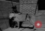 Immagine di I bambini allo zoo Canada, 1959, secondo 55 filmato di repertorio 65675055776