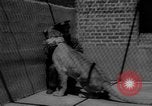 Immagine di I bambini allo zoo Canada, 1959, secondo 58 filmato di repertorio 65675055776