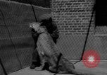 Immagine di I bambini allo zoo Canada, 1959, secondo 59 filmato di repertorio 65675055776