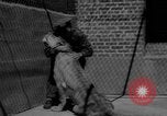 Immagine di I bambini allo zoo Canada, 1959, secondo 60 filmato di repertorio 65675055776