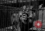 Immagine di I bambini allo zoo Canada, 1959, secondo 61 filmato di repertorio 65675055776