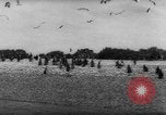 Image pingouins Santa Cruz Province Argentine, 1960, de la seconde 5 séquences d'archives historiques vidéo 65675055784