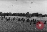Image pingouins Santa Cruz Province Argentine, 1960, de la seconde 9 séquences d'archives historiques vidéo 65675055784