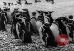 Image pingouins Santa Cruz Province Argentine, 1960, de la seconde 10 séquences d'archives historiques vidéo 65675055784