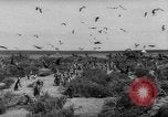 Image pingouins Santa Cruz Province Argentine, 1960, de la seconde 17 séquences d'archives historiques vidéo 65675055784