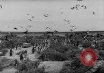 Image pingouins Santa Cruz Province Argentine, 1960, de la seconde 18 séquences d'archives historiques vidéo 65675055784