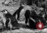 Image pingouins Santa Cruz Province Argentine, 1960, de la seconde 19 séquences d'archives historiques vidéo 65675055784