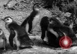Image pingouins Santa Cruz Province Argentine, 1960, de la seconde 20 séquences d'archives historiques vidéo 65675055784