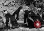 Image pingouins Santa Cruz Province Argentine, 1960, de la seconde 21 séquences d'archives historiques vidéo 65675055784