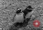 Image pingouins Santa Cruz Province Argentine, 1960, de la seconde 22 séquences d'archives historiques vidéo 65675055784