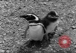 Image pingouins Santa Cruz Province Argentine, 1960, de la seconde 23 séquences d'archives historiques vidéo 65675055784