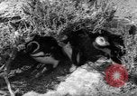 Image pingouins Santa Cruz Province Argentine, 1960, de la seconde 25 séquences d'archives historiques vidéo 65675055784