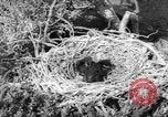 Image pingouins Santa Cruz Province Argentine, 1960, de la seconde 27 séquences d'archives historiques vidéo 65675055784