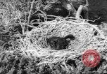 Image pingouins Santa Cruz Province Argentine, 1960, de la seconde 28 séquences d'archives historiques vidéo 65675055784
