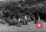 Image pingouins Santa Cruz Province Argentine, 1960, de la seconde 29 séquences d'archives historiques vidéo 65675055784