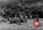 Image pingouins Santa Cruz Province Argentine, 1960, de la seconde 30 séquences d'archives historiques vidéo 65675055784