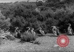Image pingouins Santa Cruz Province Argentine, 1960, de la seconde 31 séquences d'archives historiques vidéo 65675055784