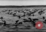 Image pingouins Santa Cruz Province Argentine, 1960, de la seconde 38 séquences d'archives historiques vidéo 65675055784