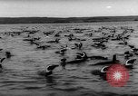 Image pingouins Santa Cruz Province Argentine, 1960, de la seconde 39 séquences d'archives historiques vidéo 65675055784