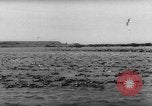 Image pingouins Santa Cruz Province Argentine, 1960, de la seconde 42 séquences d'archives historiques vidéo 65675055784