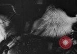 Image of Soviet space dogs Strelka and Belka Russia Soviet Union, 1961, second 19 stock footage video 65675055788