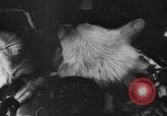 Image of Soviet space dogs Strelka and Belka Russia Soviet Union, 1961, second 20 stock footage video 65675055788