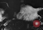 Image of Soviet space dogs Strelka and Belka Russia Soviet Union, 1961, second 21 stock footage video 65675055788