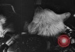Image of Soviet space dogs Strelka and Belka Russia Soviet Union, 1961, second 22 stock footage video 65675055788
